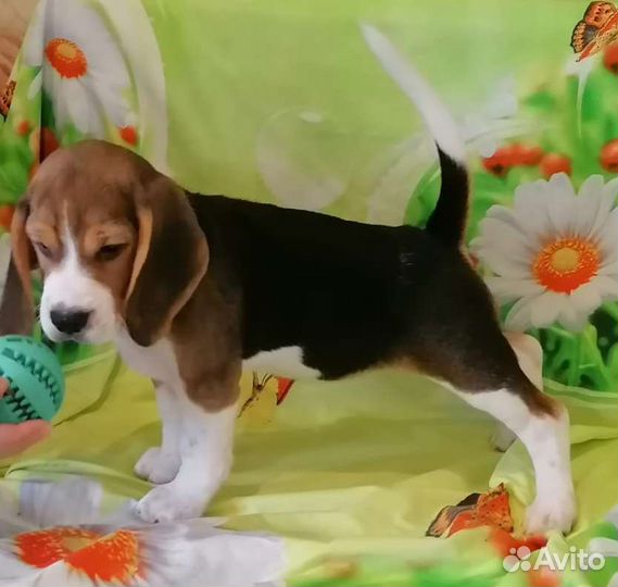 Щенки бигль