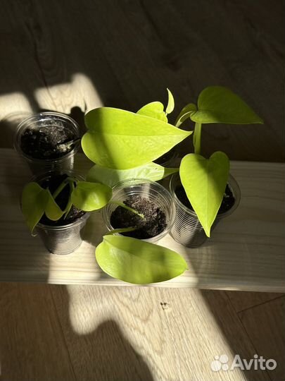 Сциндапсус неон