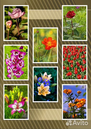 Цветы фотографии