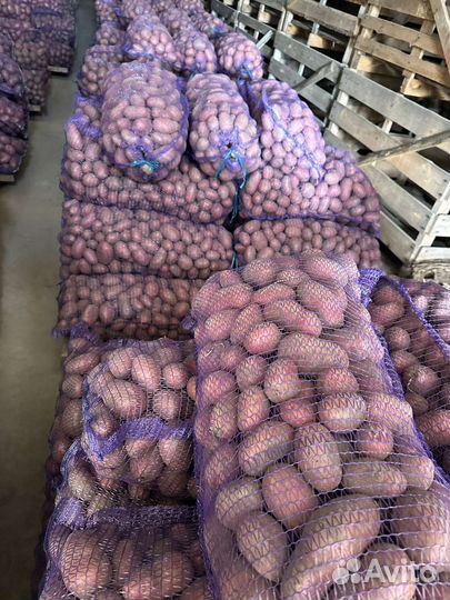 Картофель гала