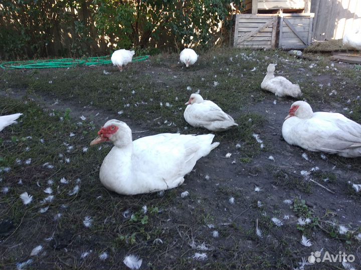 Индоутки и селезни