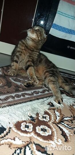 Шотландская кошечка ищет жениха