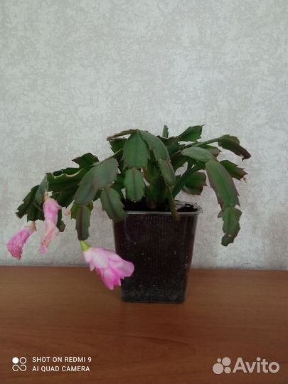 Цветок шлюмбергера или декабрист