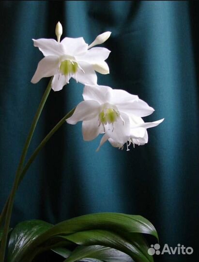 Амазонская Лилия, укорененные луковицы