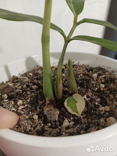 Замиокулькас вариегатный лонг лив лемон