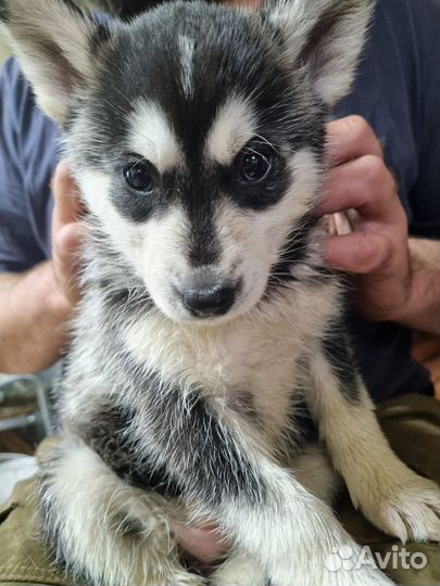 Щенки сибирской хаски Таштагол
