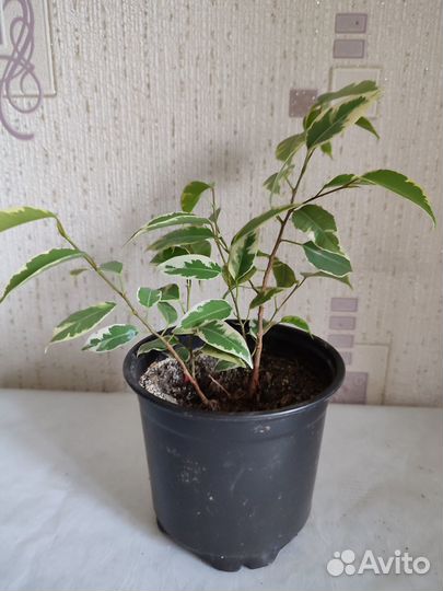 Фикусы Бенджамина