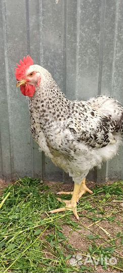 Домашние куры бройлеры