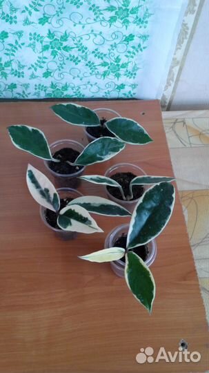 Кротоны и Хойи