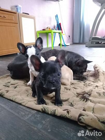Французский бульдог щенки