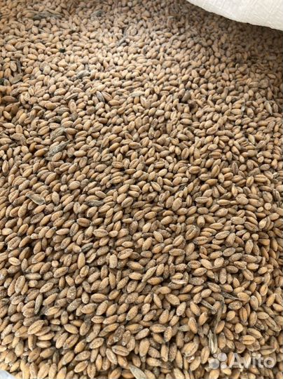 Пшеница в мешках по 40 кг