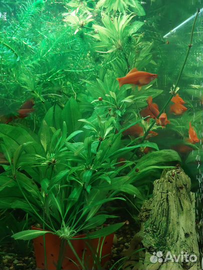 Мальки меченосцев от 1.5 до 3 см. Самцы и самки