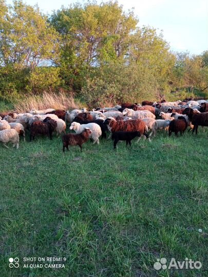 Овцы и бараны оптом