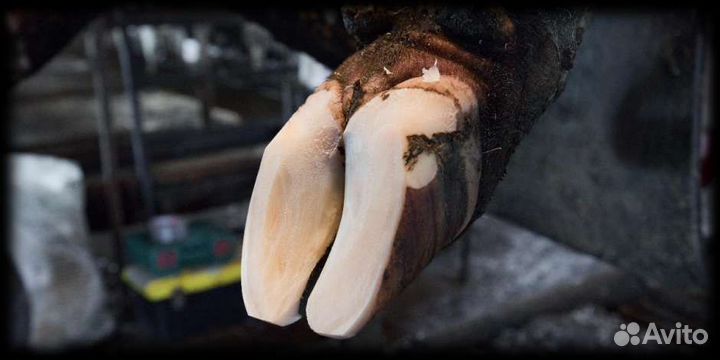 Стрижка овец и обрезка копыт