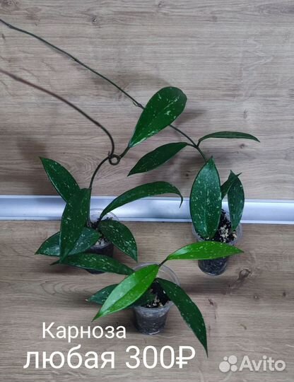 Хойи сортовые