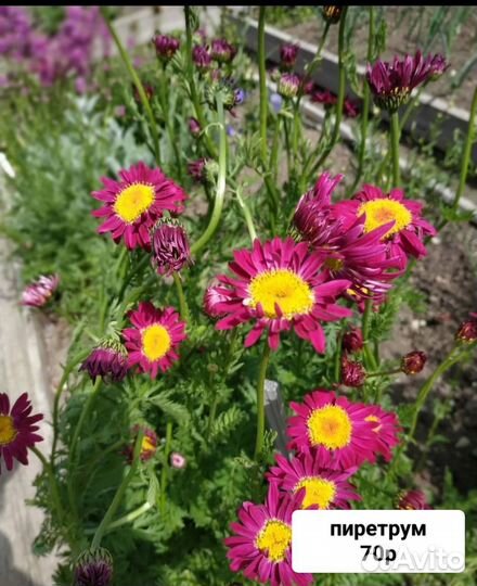 Многолетники для сада цветы