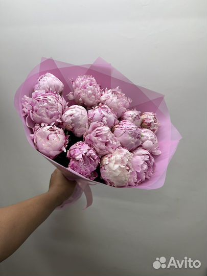 Пионы крупные