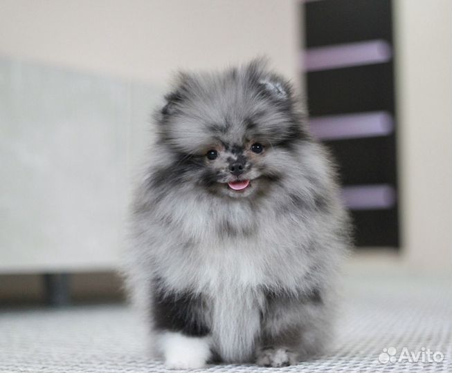 Шикарные померанцы