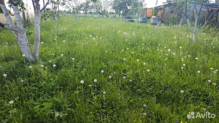 Идеальная луговая трава сено