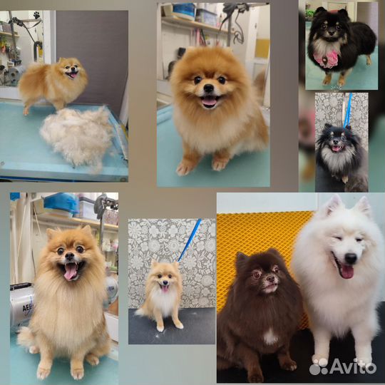 Груминг,Экспресс- линька, Тримминг