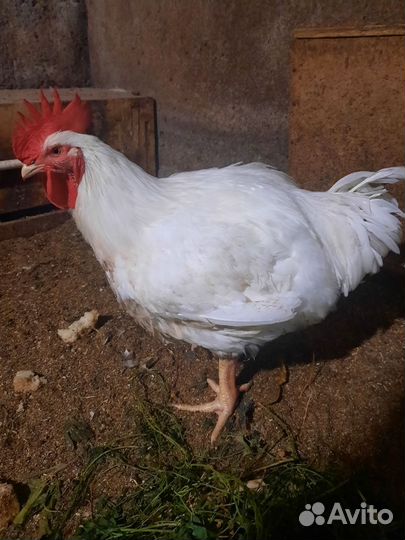 Куры бройлеры живым весом