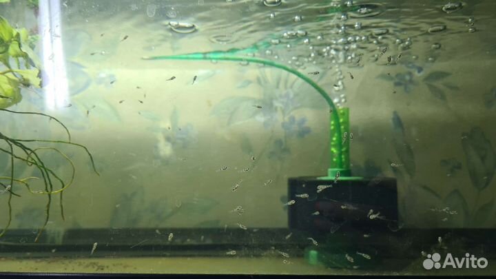 Геофагус бразильский