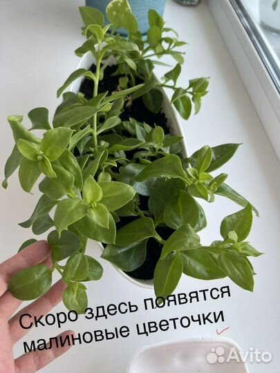 Аптения сердцелистная