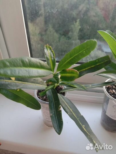 Кротон мамми,Санни стар,голддаст,голдкинг,экселенс