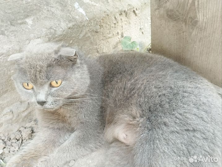 Кошка Шатланские