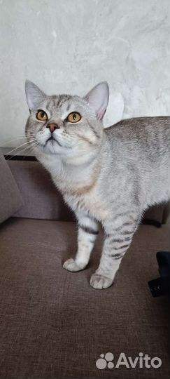 Тимофей Вязка