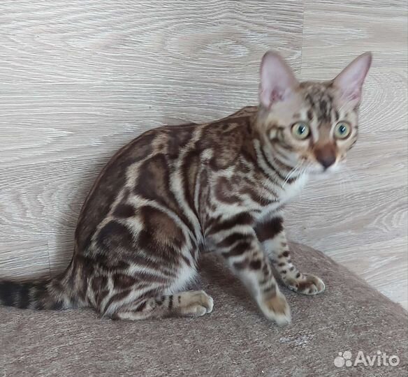 Бенгальская