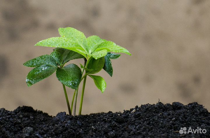 Грунт Плодородный для сада и огорода