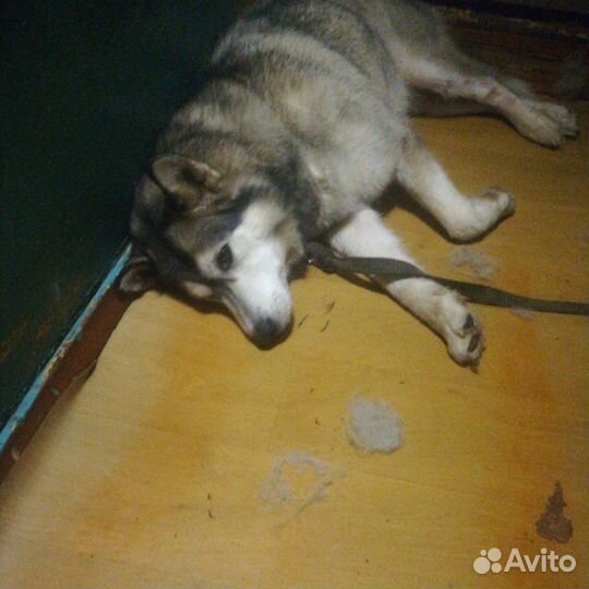 Помесь хаски