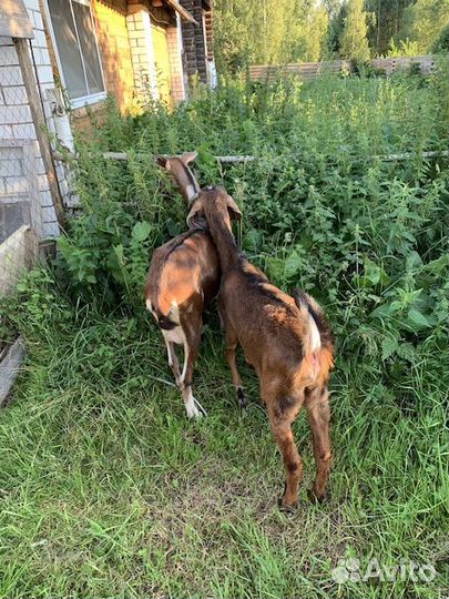 Продам коз