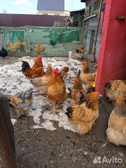 Куры несушки разной породы