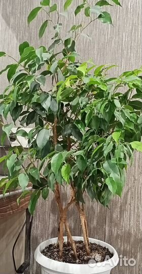 Фикус бенджамина с плетеным стволом