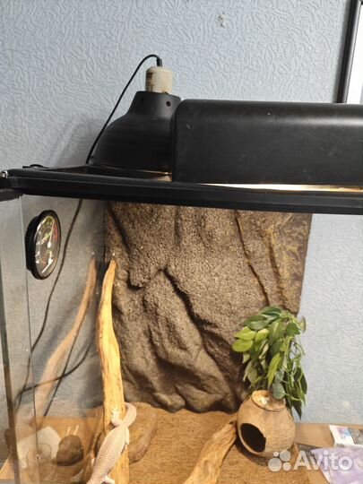 Эублефар самка