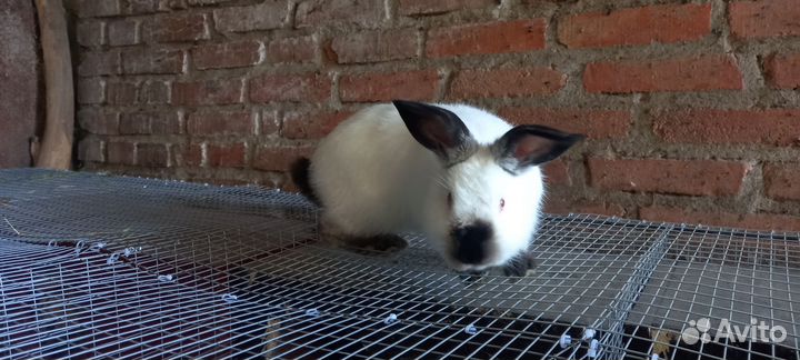 Калифорнийские кролики на племя