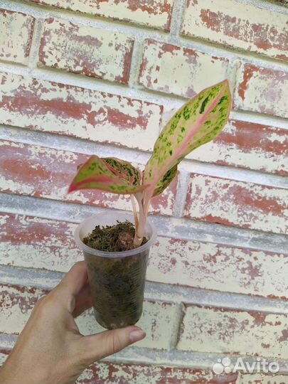 Детки Аглаонем/ разные