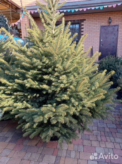 Ель 1.5м