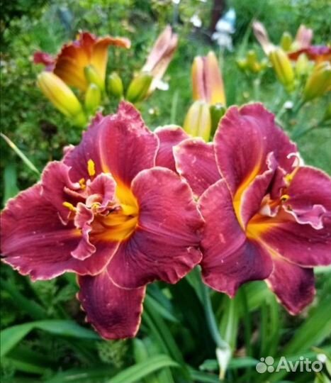 Многолетние растения для сада