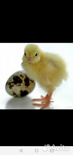 Перепела продажа