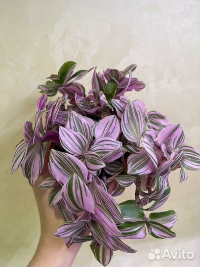 Экзотические растения (редкие и не очень )