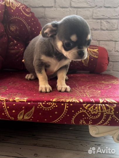 Красавчик Голубчик