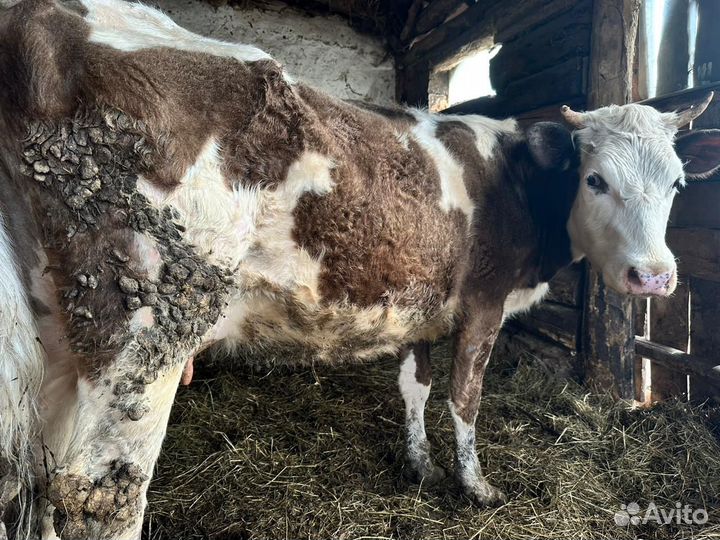 Корова первотелка