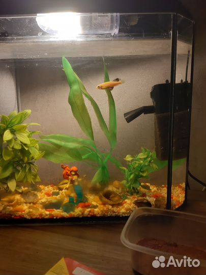 Аквариумные рыбки