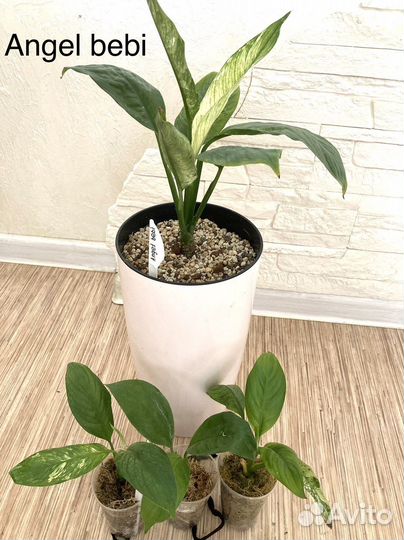 Спатифиллум Angel bebi