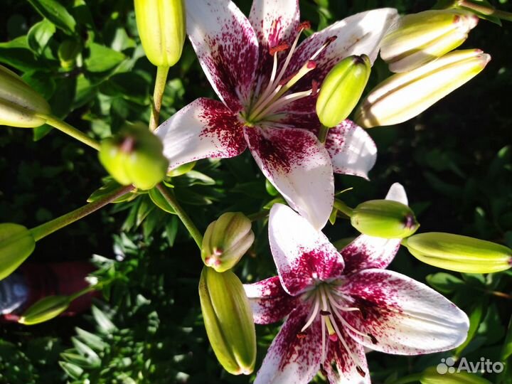 Продам луковицы лилий, можно на срез
