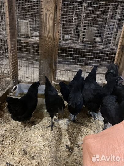 Петух чёрный куры чёрные доставка