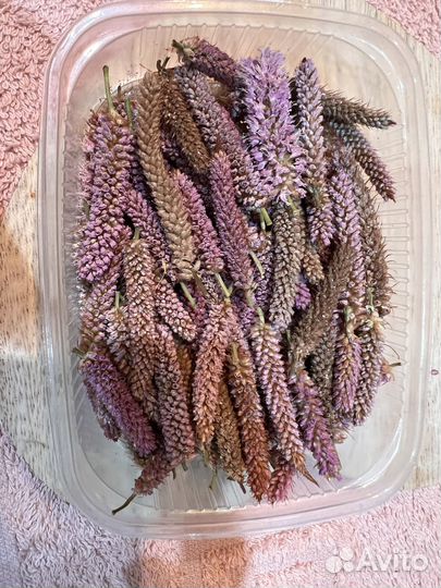 Сухоцветы ассорти